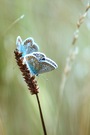 Zwei Bläulinge auf der Sommerwiese