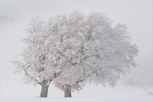 ~ Winter am Schauinsland ~