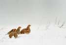 Drei Hühner im Schnee.....