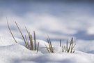 Grasstengel im Schnee