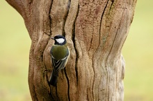 Kohlmeise (Parus major) mal etwas anders vorgestellt