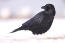 Blick zurück ----- Rabenkrähe ( Corvus corone ad )