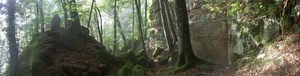 Schluchtwald in der Luxemburger Schweiz