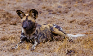 African Wild Dog