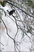 Mein erster scharfer Eisvogel