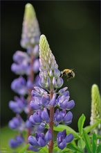 Bombus pascuorum