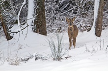 Bockkitz auf Nahrungssuche