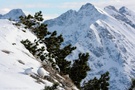Alpenschneehühner in den Allgäuer Alpen