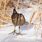 Teichhuhn