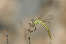 Farbfleck in der Einöde