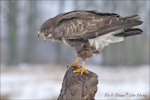 Bussard - Streit