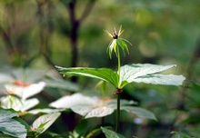 Königin der Beeren