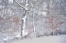 Winter im Wald