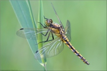 Großer Blaupfeil (Orthetrum cancellatum)