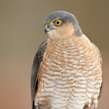 Portrait vom Sperbermännchen