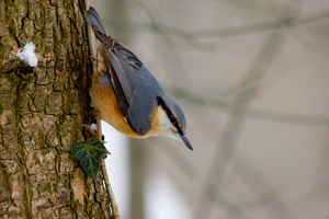 Kleiber an der Futterstelle