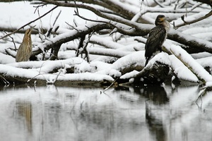 Die Konkurrenz im Nacken