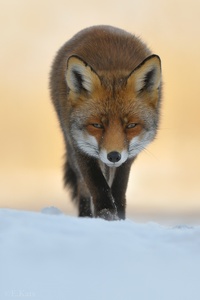 Winter fox