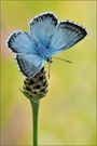 ~ Blue Diamond ~