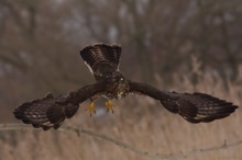 Mäusebussard