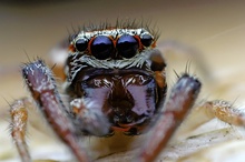 Salticidae view