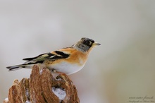 Bergfink (Fringilla montifringilla)