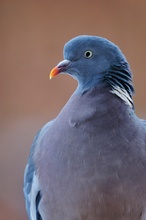 Ringeltaube (Columba palumbus)