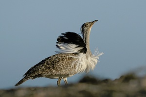 Chlamydotis undulata fuertaventurae