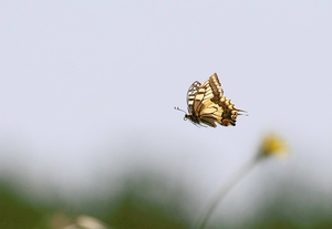 Schwalbenschwanz (Papilio machaon)