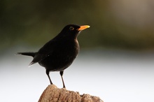 Amsel ♂ (Turdus merula)