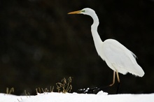 Schneeweiß