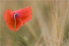 Abgewandt