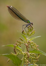 Blauflügellibelle Weibchen