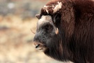 Moschus