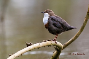 Ruhende Wasseramsel an der Emme