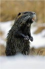 ~Schnee-Nutria~