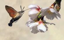 Taubenschwänzchen an Mandelblüte...