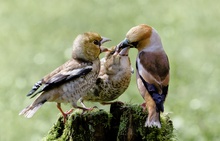 Kernbeisser bei der Fütterung