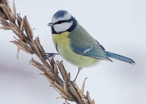 "Farben des Winters"...