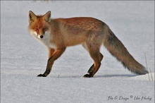 Fuchs wird stutzig