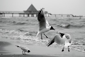 Streit am Strand