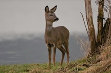 Reh (Capreolus capreolus)....