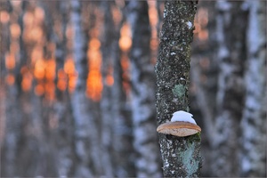 ~ Winterabend im Moosbirkenwald ~