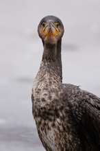 hochnäsiger Vogel