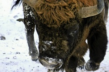 Angriffslustiger Wisent
