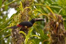 Collared Aracari