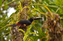 Collared Aracari