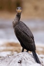 junger Kormoran (Phalacrocorax carbo) I