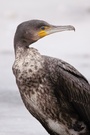 junger Kormoran (Phalacrocorax carbo) II