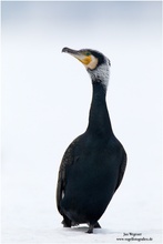 Kormoran (Phalacrocorax carbo)